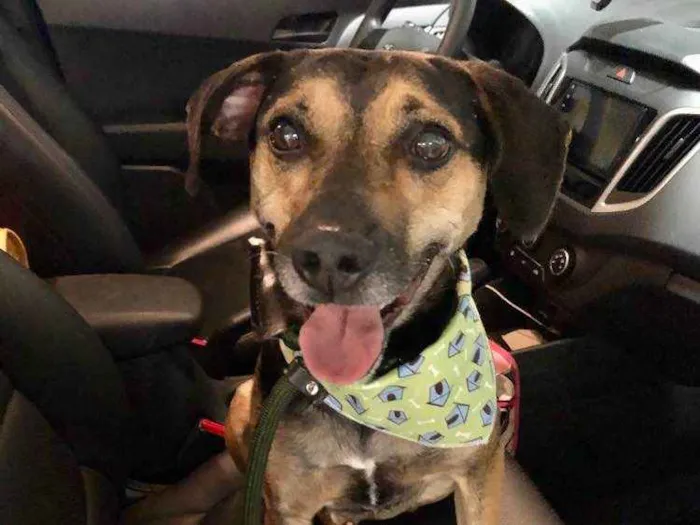 Cachorro raça SRD idade 3 anos nome Neno