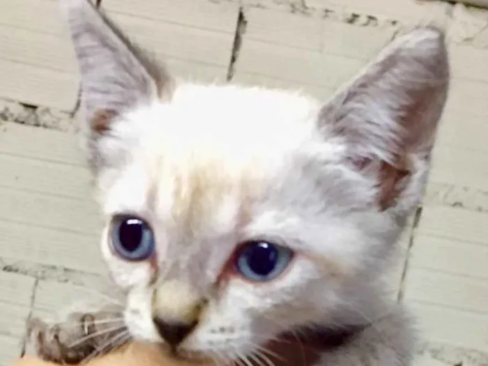 Gato ra a Não tem  idade Abaixo de 2 meses nome Não tem 