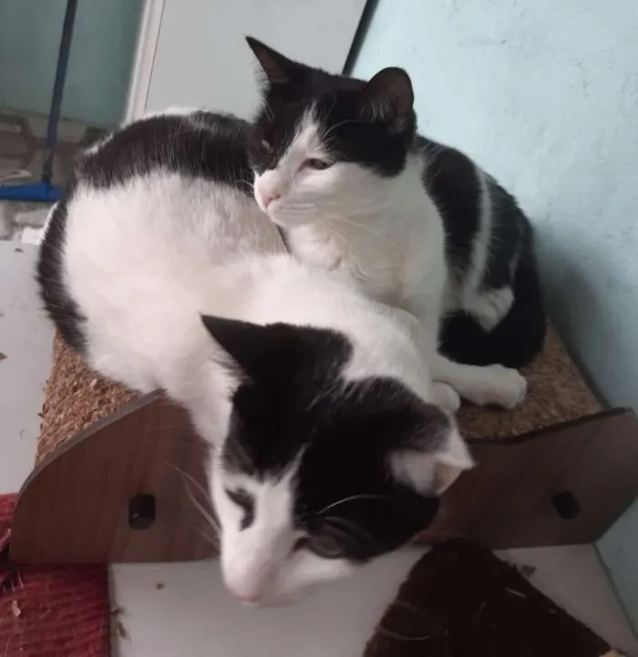 Gato raça Srd idade 1 ano nome Branquinha&Pretinha