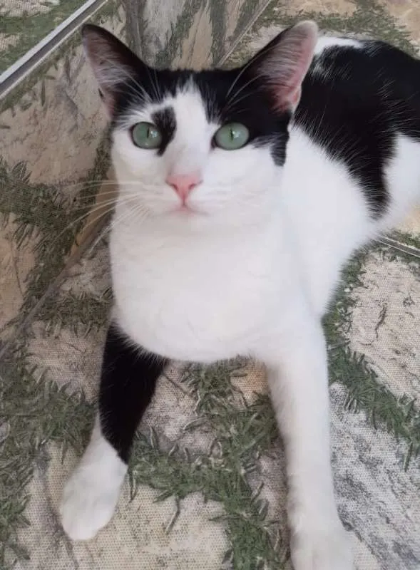 Gato raça Srd idade 1 ano nome Branquinha&Pretinha