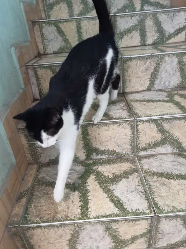 Gato raça Srd idade 1 ano nome Branquinha&Pretinha