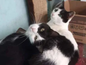 Gato raça Srd idade 1 ano nome Branquinha&Pretinha