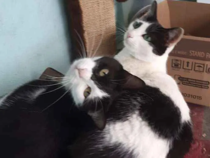 Gato raça Srd idade 1 ano nome Branquinha&Pretinha