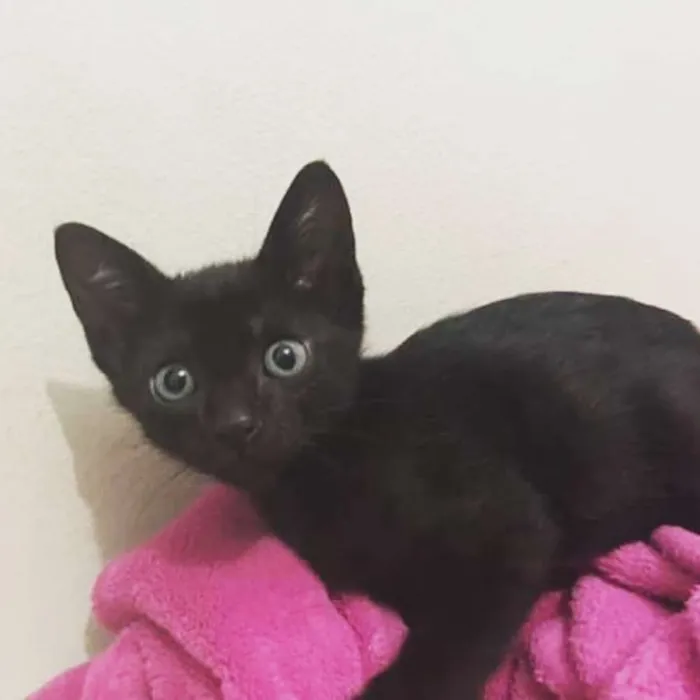 Gato raça SRD idade 2 a 6 meses nome Gatinho preto