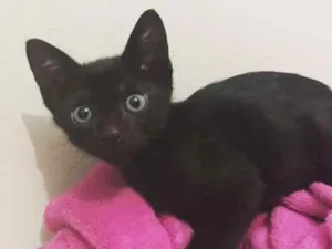 Gato raça SRD idade 2 a 6 meses nome Gatinho preto