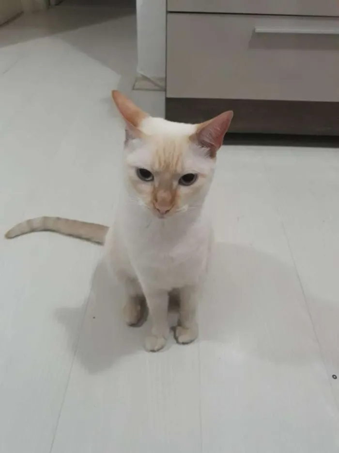 Gato ra a Indefinida idade 2 anos nome Marry