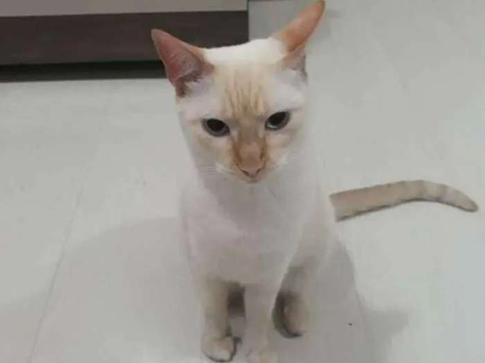 Gato ra a Indefinida idade 2 anos nome Marry