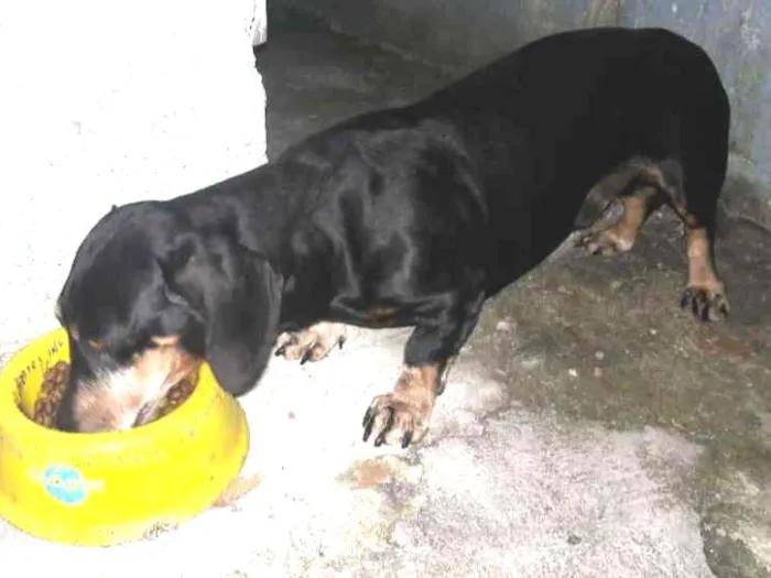 Cachorro ra a Bassêt idade 6 ou mais anos nome Scooby