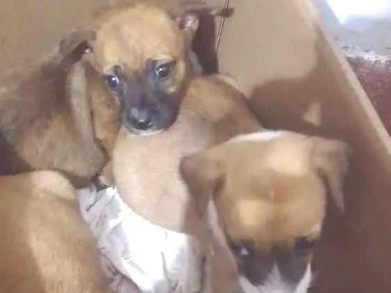 Cachorro raça Viralatas idade 2 a 6 meses nome Lindinhas