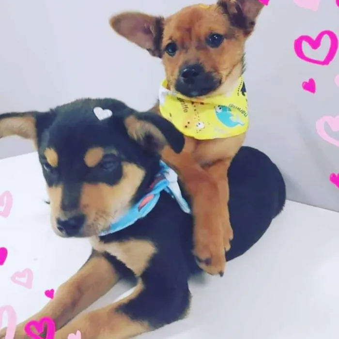 Cachorro raça SRD idade 2 a 6 meses nome Filhotes Bety