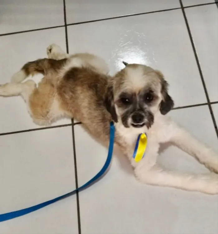 Cachorro ra a Mestiço  idade 5 anos nome Adam 