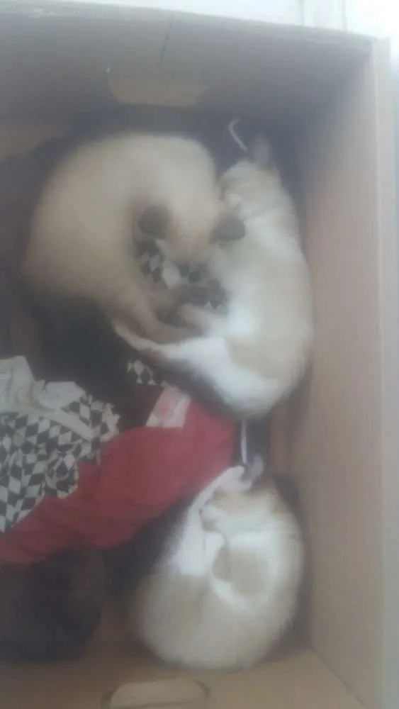 Gato ra a Indefinida idade 2 a 6 meses nome Não tem nome