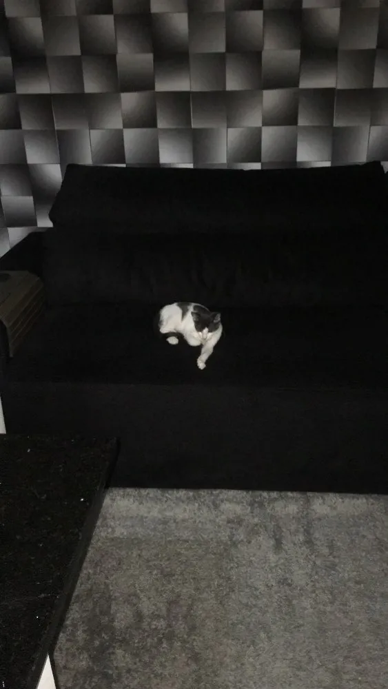 Gato ra a Sem raça  idade 2 a 6 meses nome Poxinha 