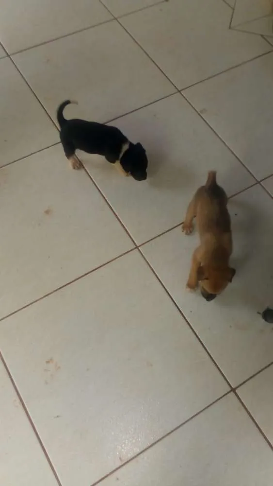 Cachorro ra a Indefinida idade Abaixo de 2 meses nome Sem nomes