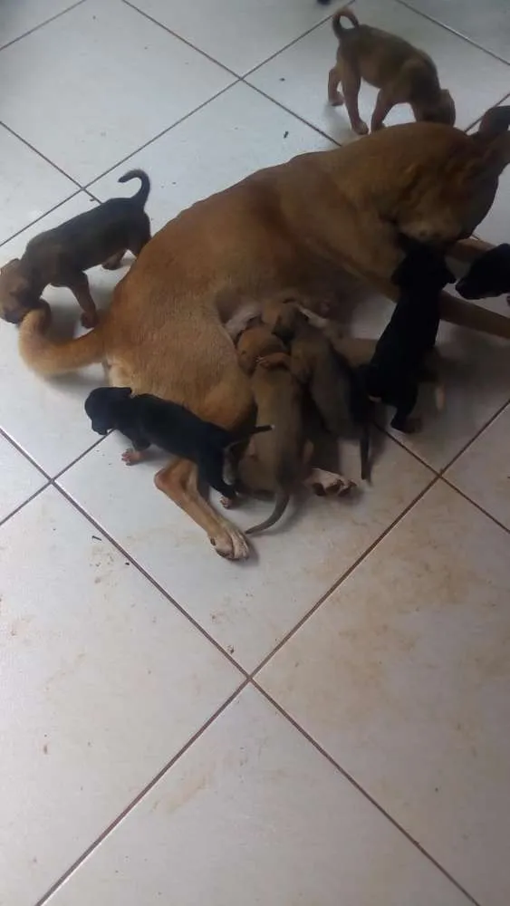 Cachorro ra a Indefinida idade Abaixo de 2 meses nome Sem nomes