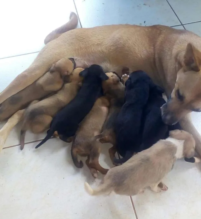 Cachorro ra a Indefinida idade Abaixo de 2 meses nome Sem nomes