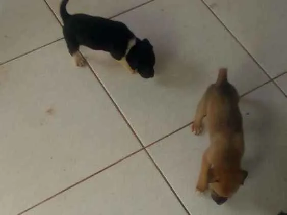 Cachorro ra a Indefinida idade Abaixo de 2 meses nome Sem nomes