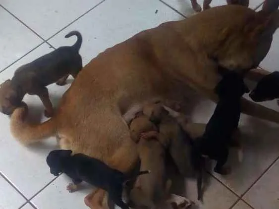 Cachorro ra a Indefinida idade Abaixo de 2 meses nome Sem nomes