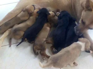 Cachorro raça Indefinida idade Abaixo de 2 meses nome Sem nomes