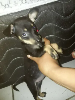 Cachorro raça Nao sei realmente  idade Abaixo de 2 meses nome Mel