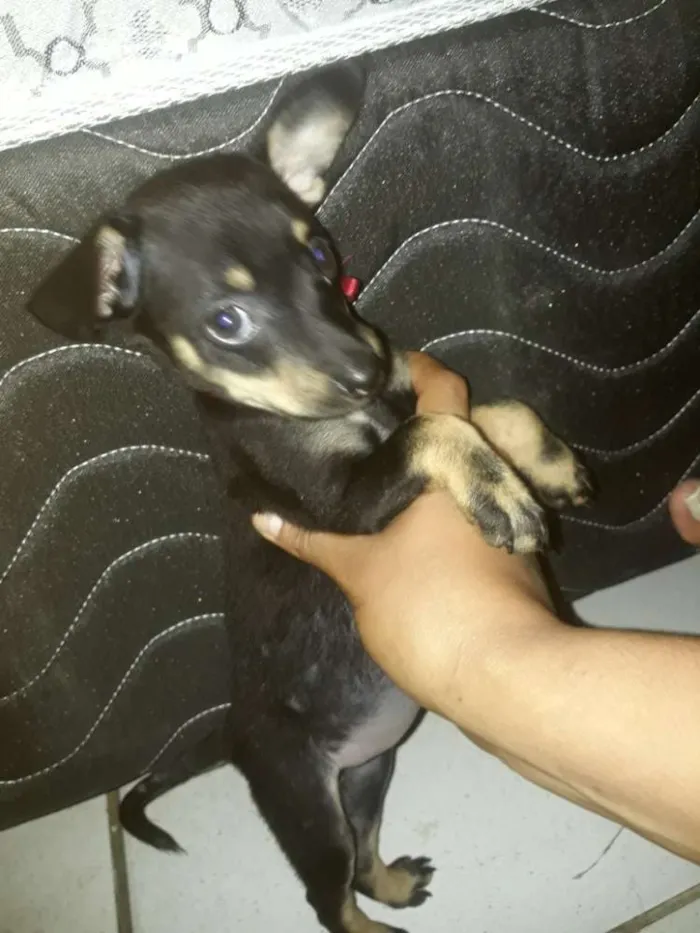 Cachorro ra a Nao sei realmente  idade Abaixo de 2 meses nome Mel