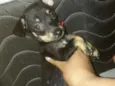 Mel