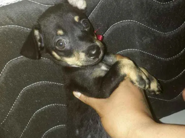 Cachorro ra a Nao sei realmente  idade Abaixo de 2 meses nome Mel