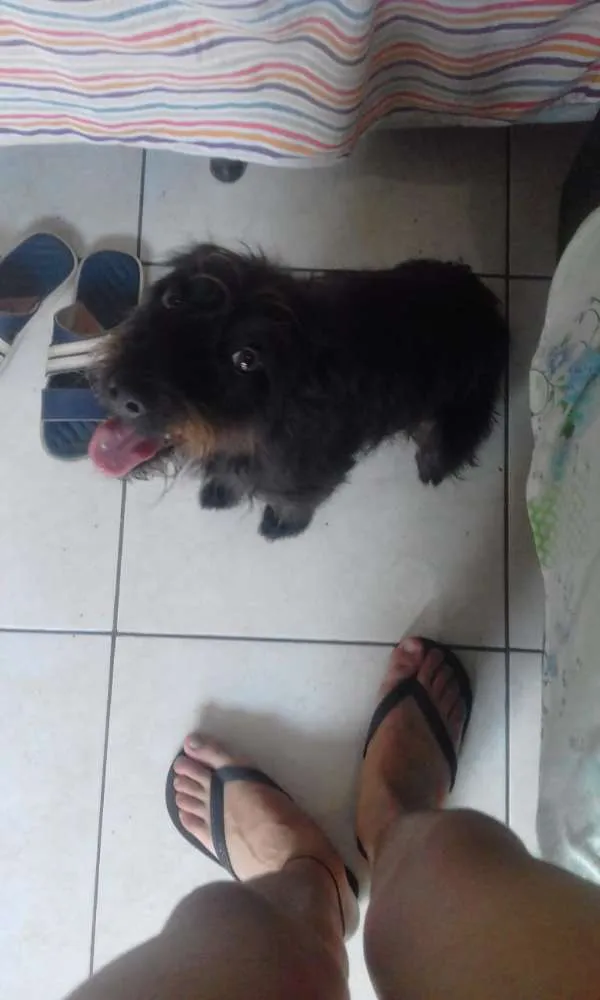 Cachorro ra a Vila lata idade 3 anos nome Fafa