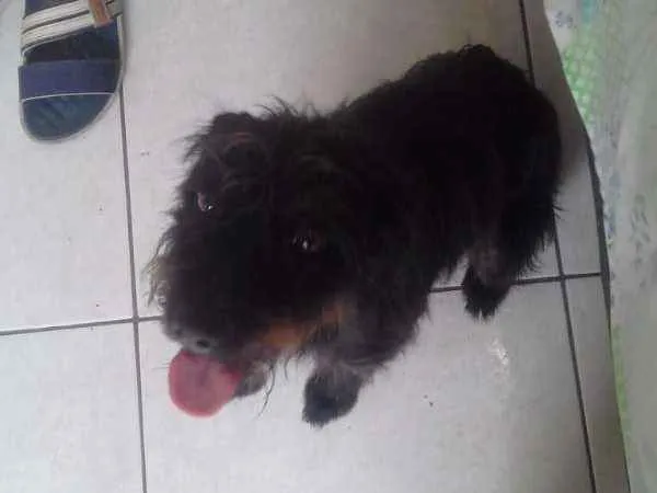 Cachorro ra a Vila lata idade 3 anos nome Fafa