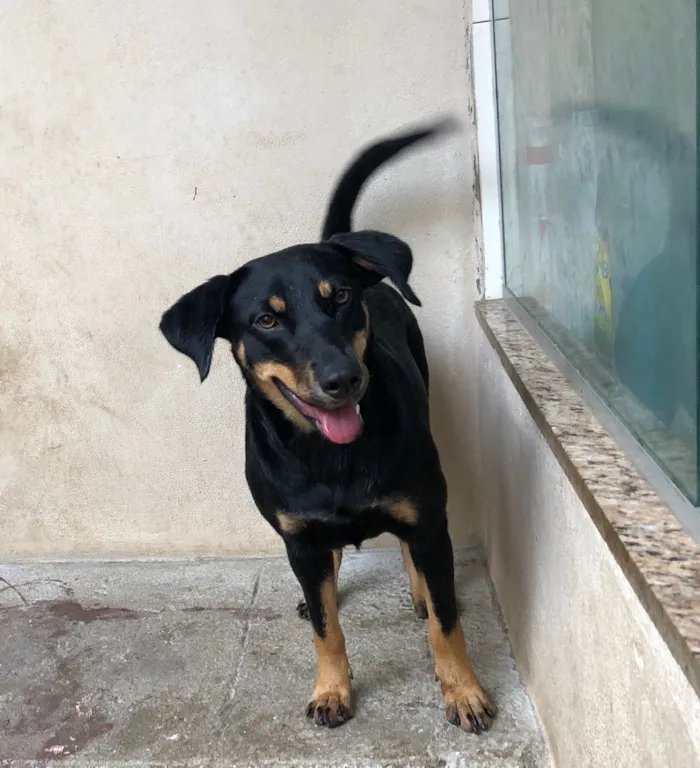 Cachorro raça SRD idade 1 ano nome Bella