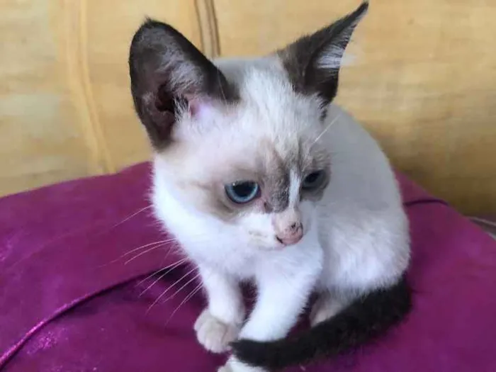 Gato raça Siamês  idade  nome Julia