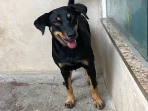 Cachorro raça SRD idade 1 ano nome Bella