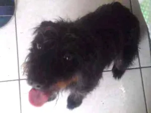 Cachorro raça Vila lata idade 3 anos nome Fafa