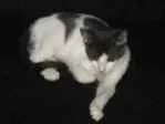 Gato ra a Sem raça  idade 2 a 6 meses nome Poxinha 