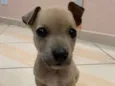 Belinha
