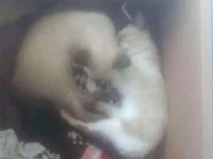 Gato raça Indefinida idade 2 a 6 meses nome Não tem nome