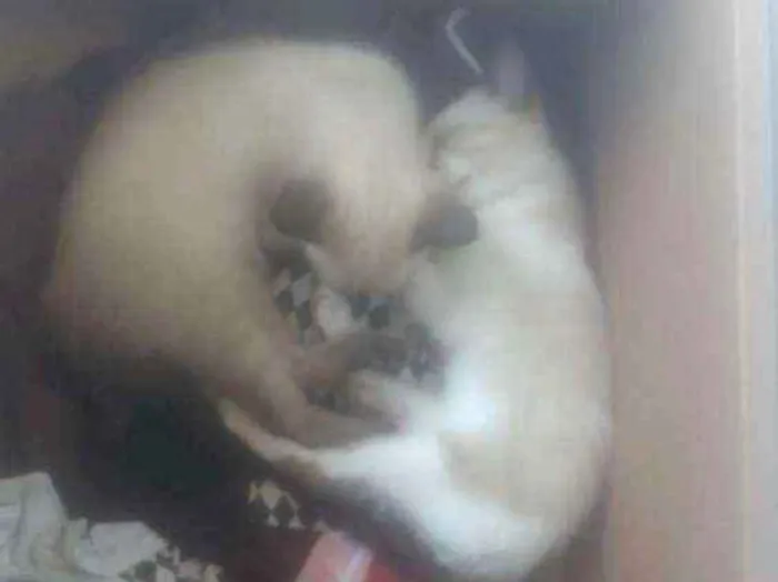 Gato ra a Indefinida idade 2 a 6 meses nome Não tem nome