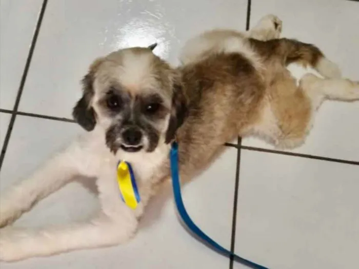 Cachorro ra a Mestiço  idade 5 anos nome Adam 