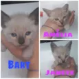 Bart - Amélia - Jane