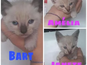 Gato raça  idade 2 a 6 meses nome Bart - Amélia - Jane