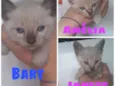 Bart - Amélia - Jane