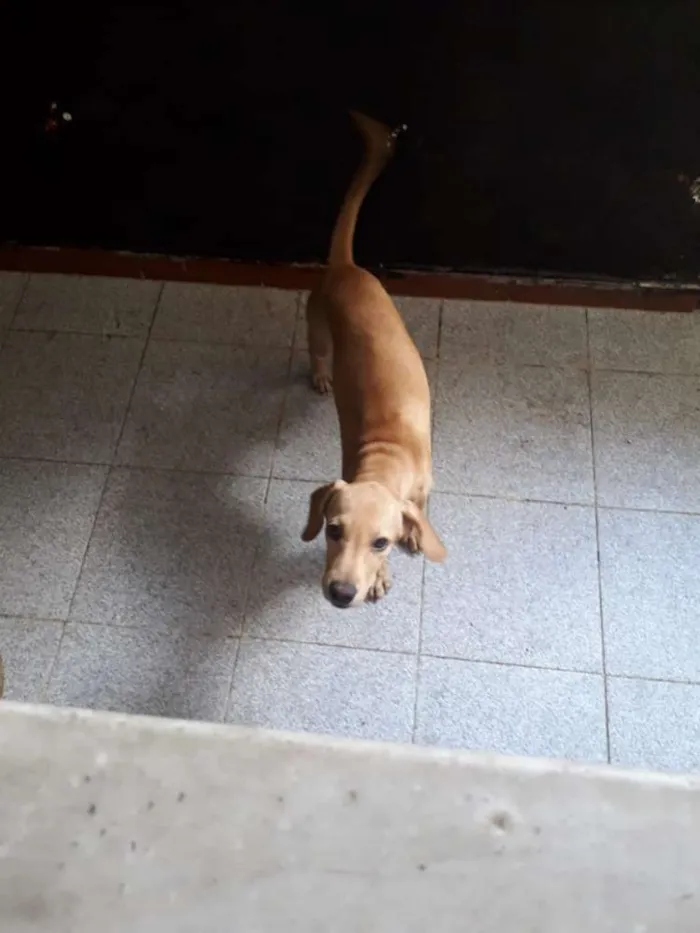 Cachorro ra a srd idade 2 a 6 meses nome Sem nome