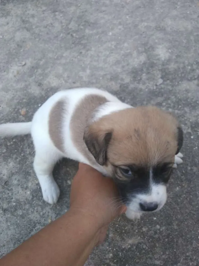 Cachorro ra a Sem raça definida idade Abaixo de 2 meses nome Não tem