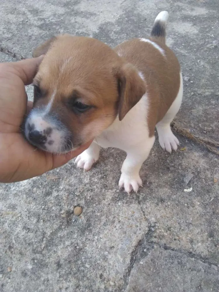 Cachorro ra a Sem raça definida idade Abaixo de 2 meses nome Não tem