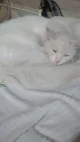 Chico