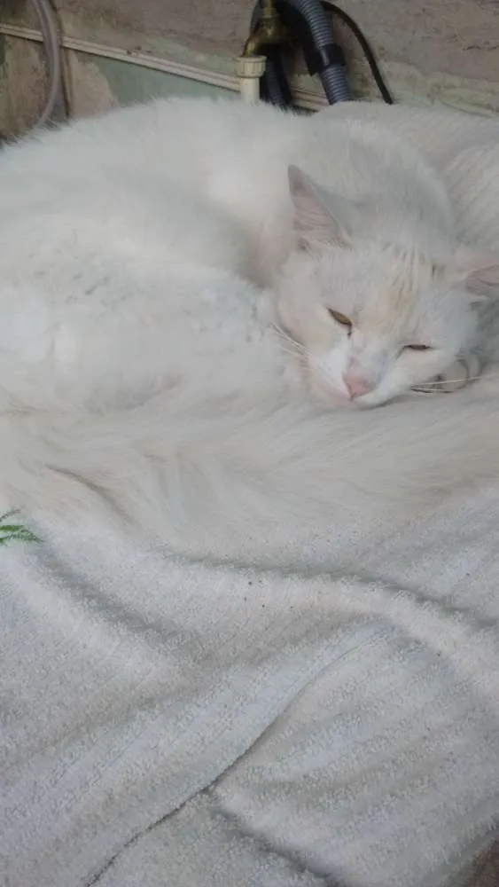 Gato ra a Não sei idade 4 anos nome Chico