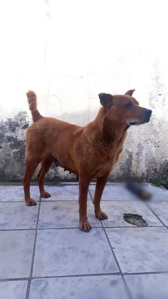 Cachorro ra a Mistura: chau-chau e labrador idade 6 ou mais anos nome LOLA