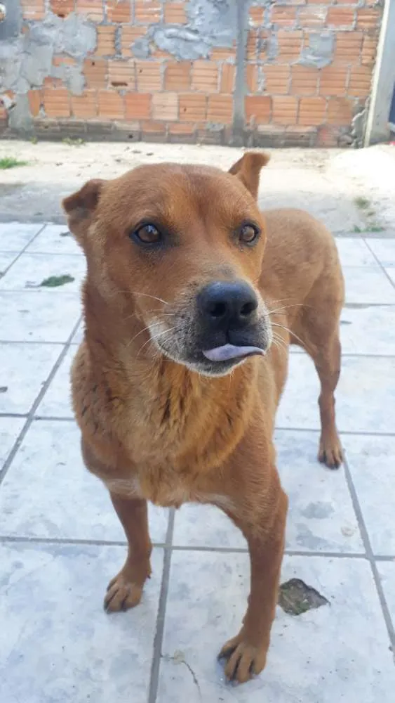 Cachorro ra a Mistura: chau-chau e labrador idade 6 ou mais anos nome LOLA