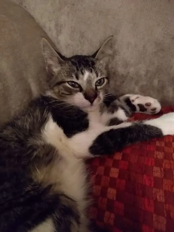 Gato ra a srd idade 2 a 6 meses nome à escolher