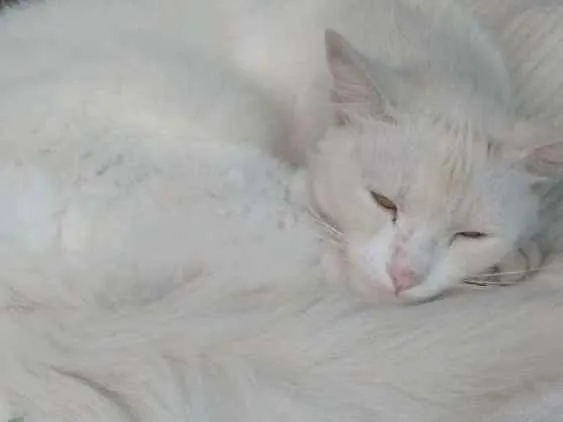 Gato ra a Não sei idade 4 anos nome Chico